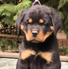 Rottweiler puppy for sale