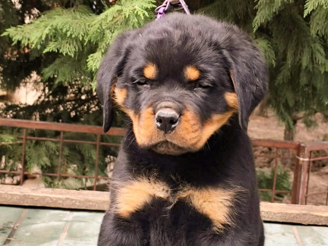 Rottweiler puppy for sale