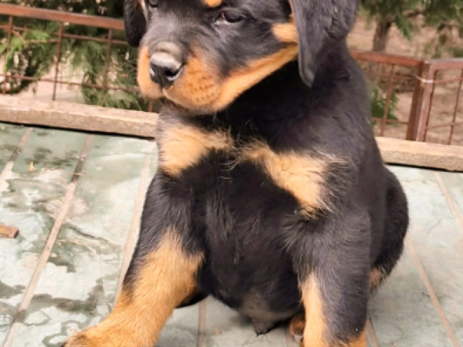 Rottweiler puppy for sale