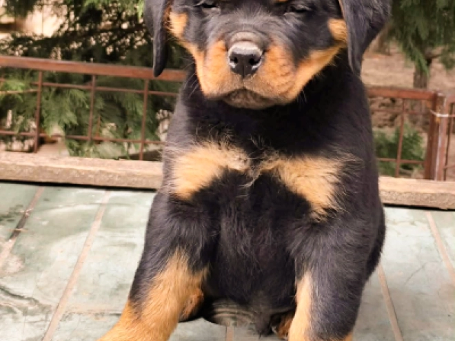 Rottweiler puppy for sale