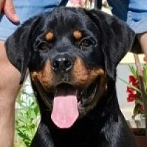 Sergeant, black and tan Rottweiler en venta