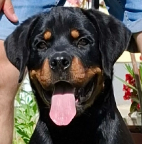 Perros Rottweiler en venta