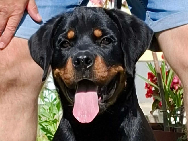 Perros Rottweiler en venta