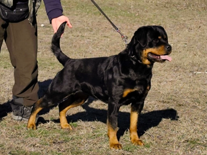 Rottweiler puppy for sale