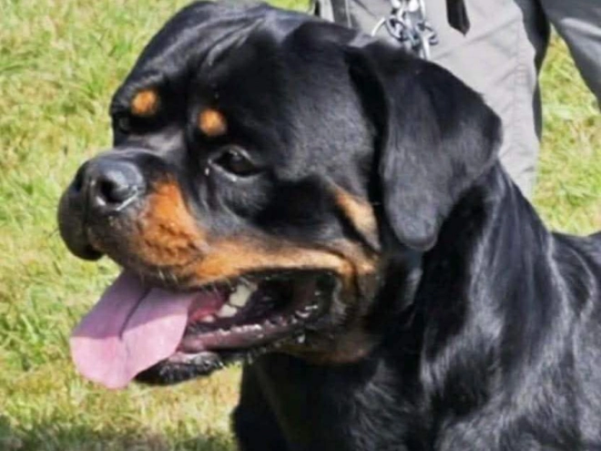 Rottweiler puppy for sale