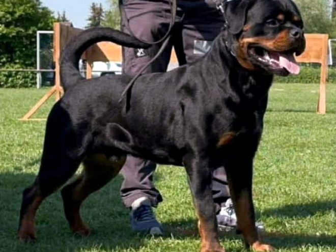 Rottweiler puppy for sale