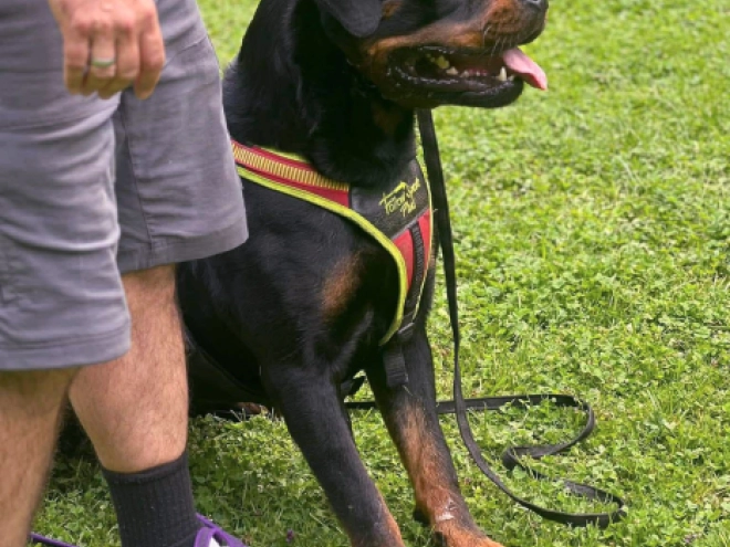 Rottweiler puppy for sale