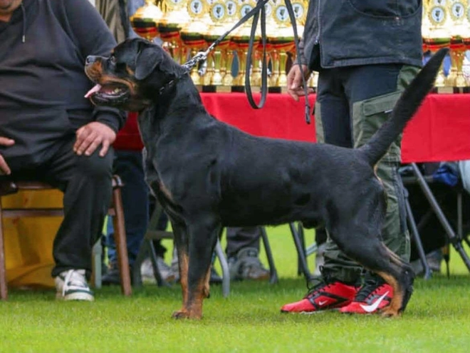 Rottweiler puppy for sale