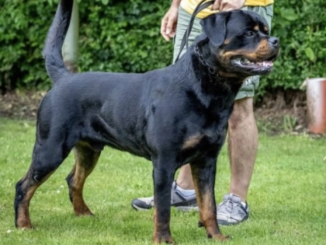 Rottweiler puppy for sale