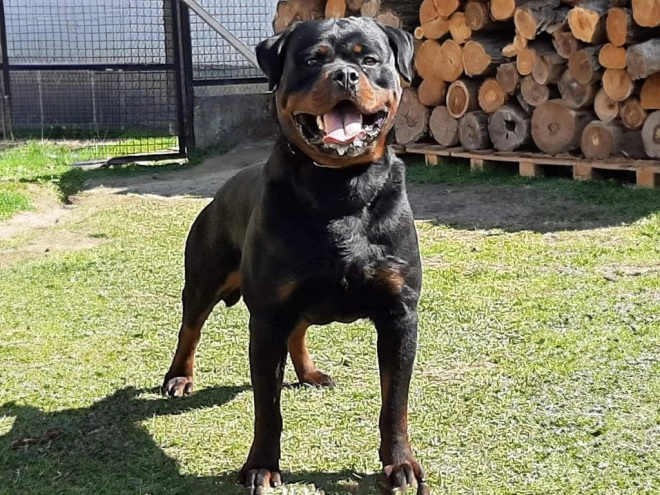 Rottweiler puppy for sale
