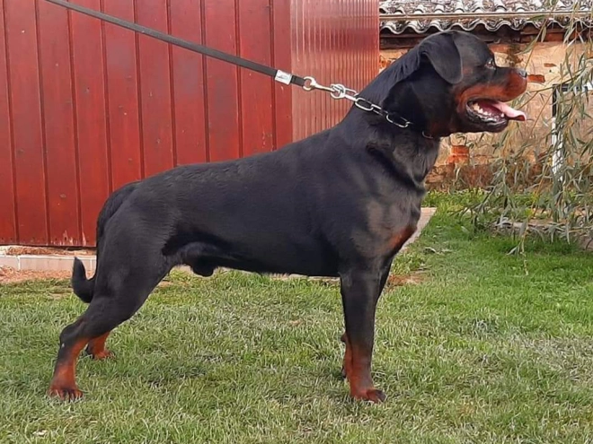 Rottweiler puppy for sale