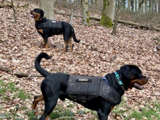 Rottweiler puppy for sale
