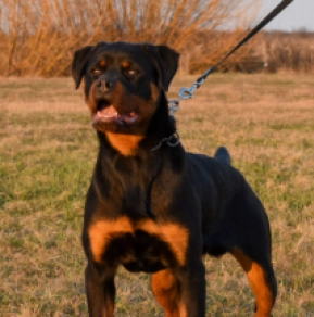 Rottweiler Welpe zu verkaufen