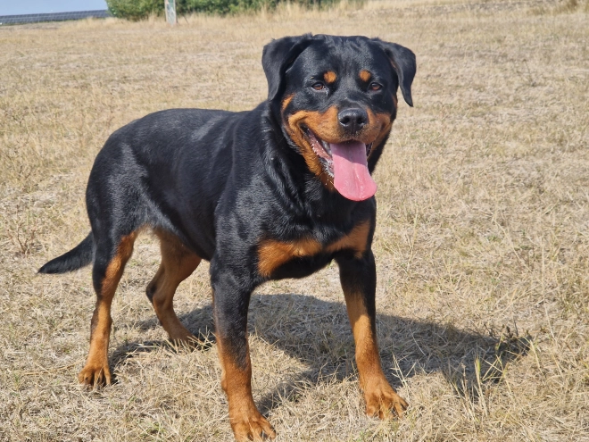 Perros Rottweiler en venta