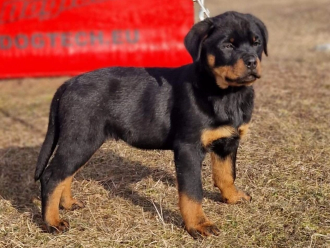 Rottweiler Welpe kaufen