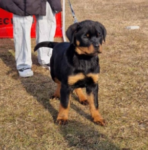 Rottweiler puppy