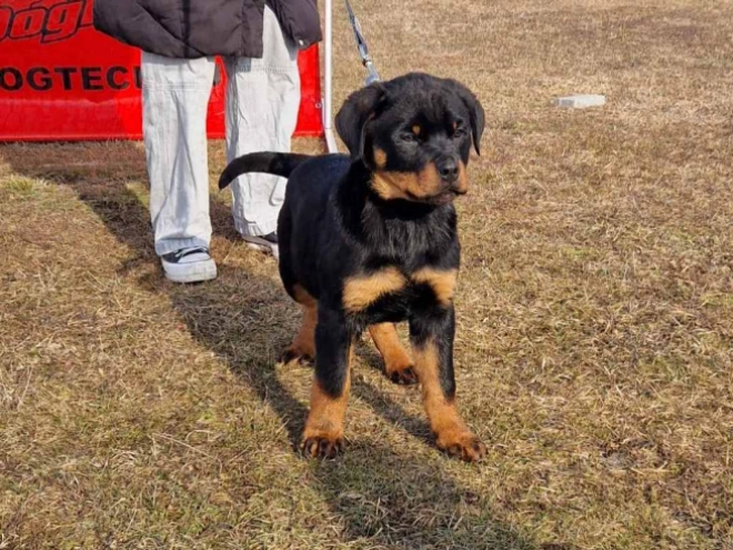 Rottweiler Welpe kaufen
