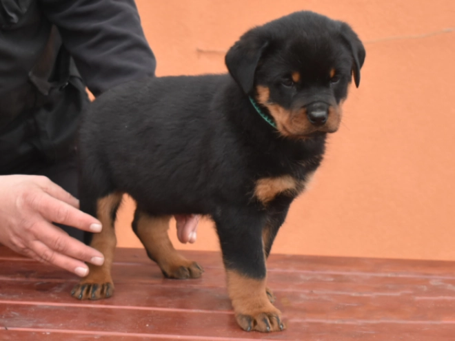 Rottweiler Welpe kaufen