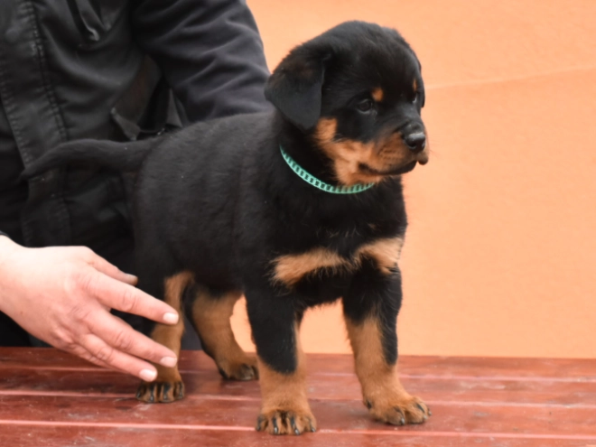 Rottweiler Welpe kaufen