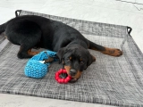 Good Dog Carl - Rottweiler, EuroPuppy review from Vereinigte Arabische Emirate