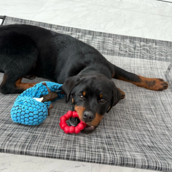 Rocky - Rottweiler, EuroPuppy review from Emiratos Árabes Unidos