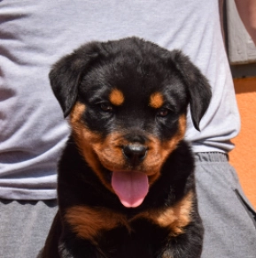 Perros Rottweiler en venta