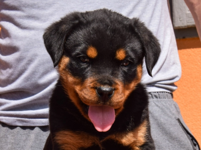 Perros Rottweiler en venta