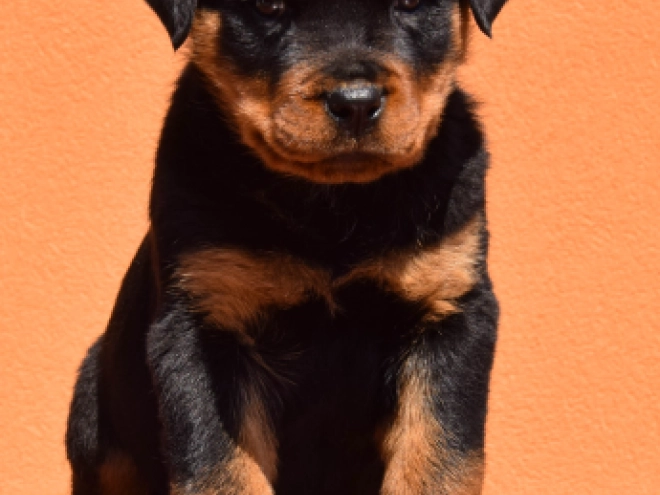 Perros Rottweiler en venta