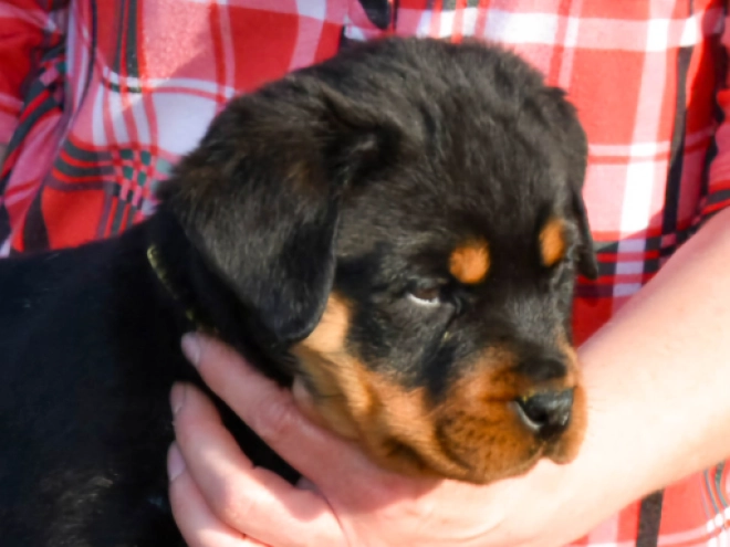 Perros Rottweiler en venta