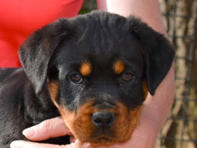 Perros Rottweiler en venta