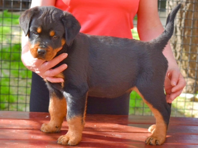 Perros Rottweiler en venta