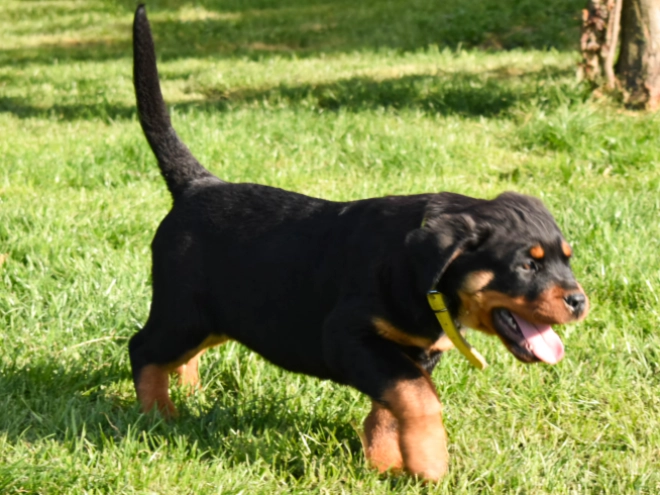 Perros Rottweiler en venta