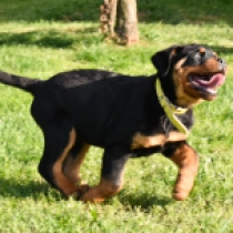 Brawny, black and tan Rottweiler Welpen kaufen