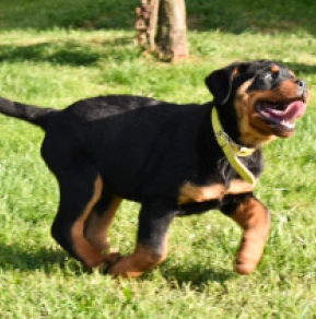 Perros Rottweiler en venta