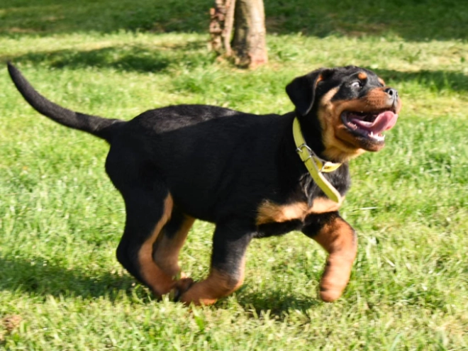 Perros Rottweiler en venta