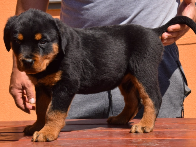 Perros Rottweiler en venta