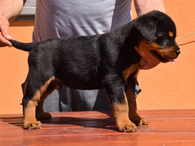 Perros Rottweiler en venta