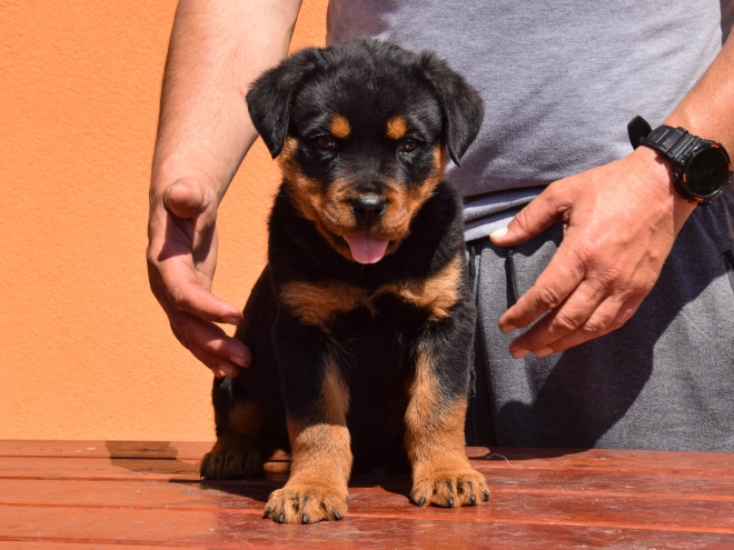 Perros Rottweiler en venta
