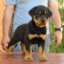 Perros Rottweiler en venta