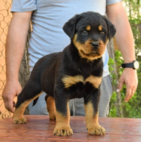 Perros Rottweiler en venta
