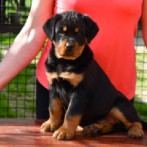 Boomer, black and tan Rottweiler Welpen kaufen