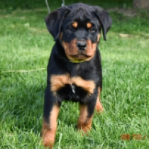 Igor, black and tan Rottweiler Welpen kaufen