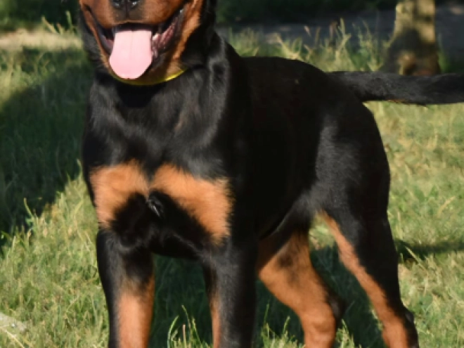 Rottweiler Welpe kaufen