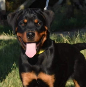 Rottweiler Welpe kaufen