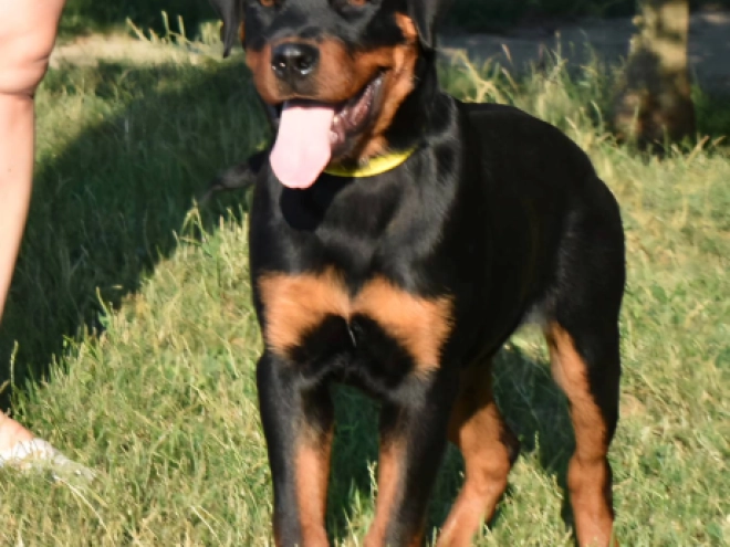 Rottweiler Welpe kaufen