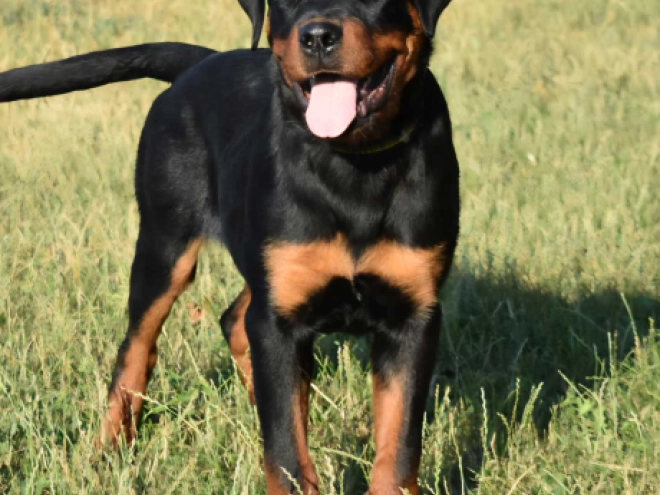 Rottweiler Welpe kaufen