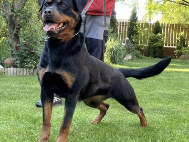 Perros Rottweiler en venta