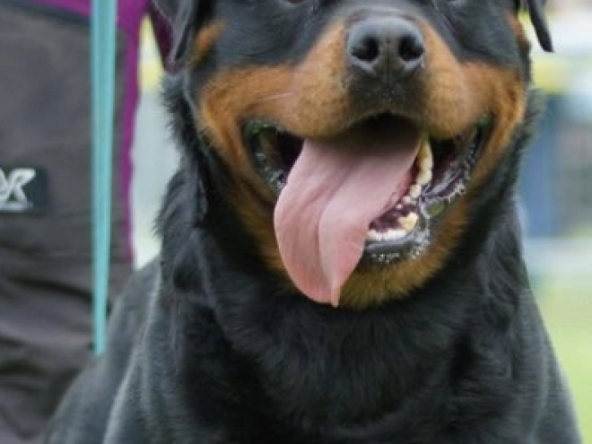 Perros Rottweiler en venta