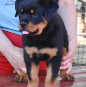 Rottweiler puppy for sale
