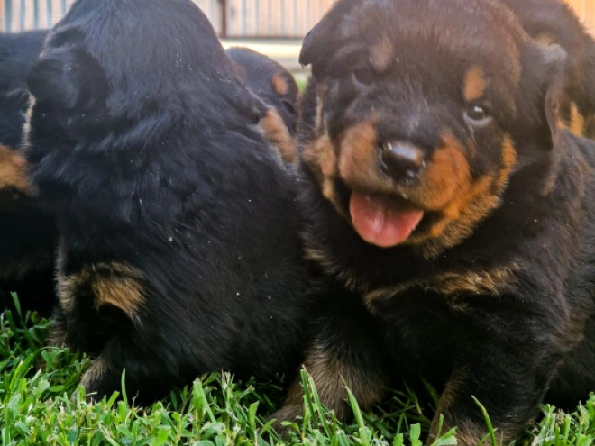 Perros Rottweiler en venta